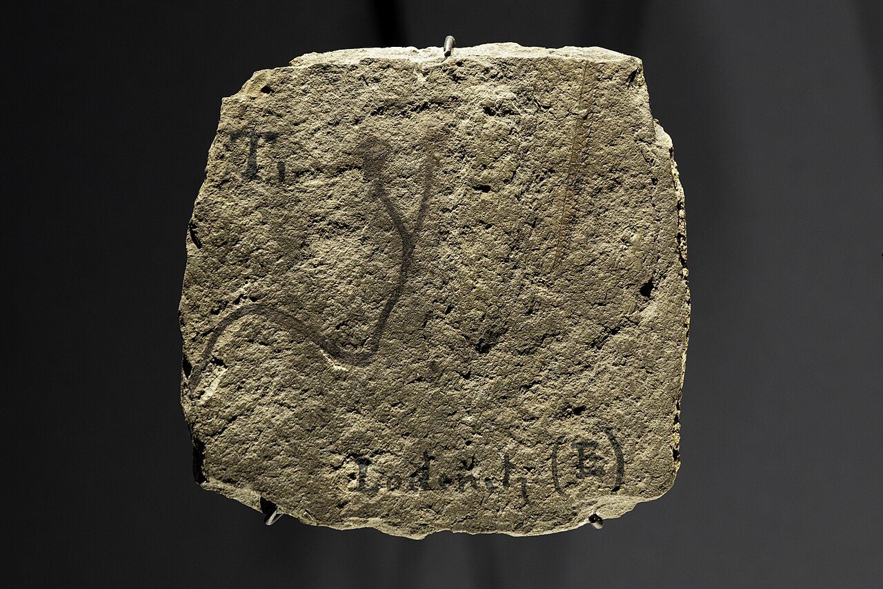 Fossil of Cooksonia, a leafless, rootless early land plant a few cm tall