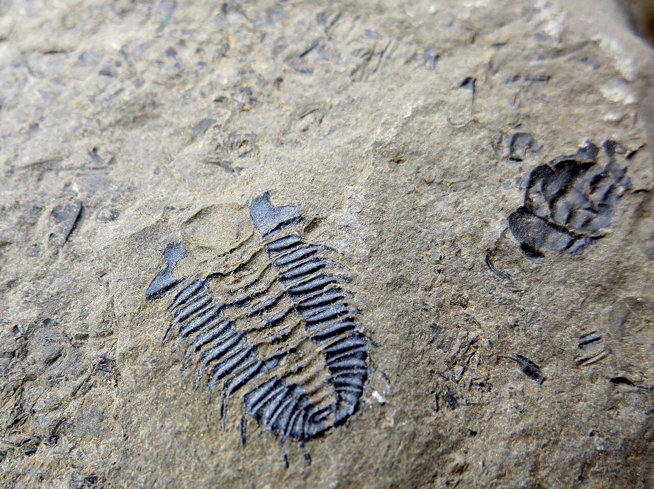 Trilobite fossils preserved together in Burgess Shale rock