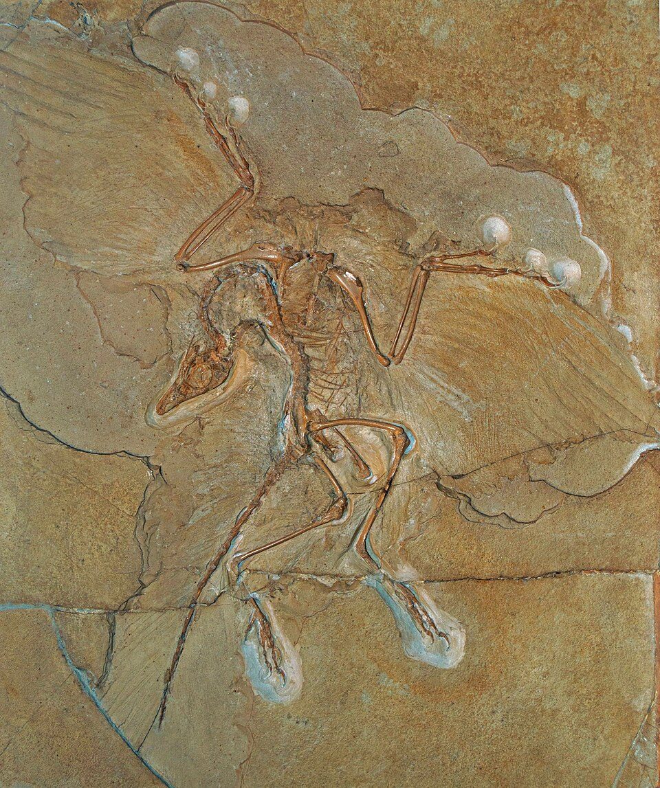The Berlin specimen of Archaeopteryx, feathers visible around the skeleton