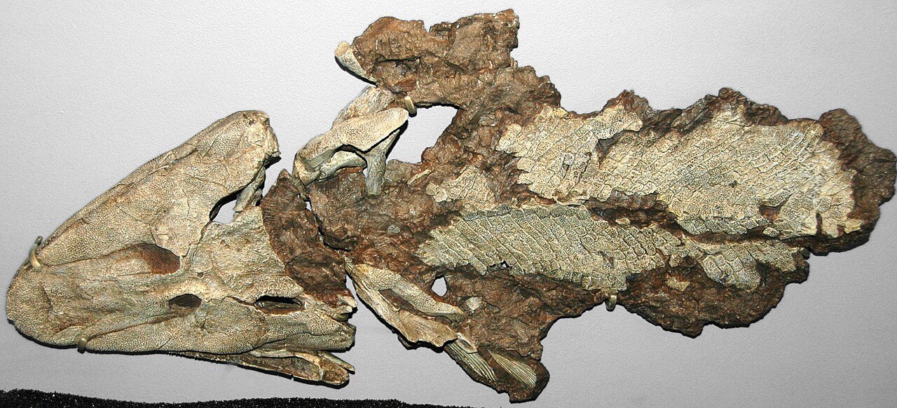 Flattened fossil skeleton of Tiktaalik, a fish with limb-like fins