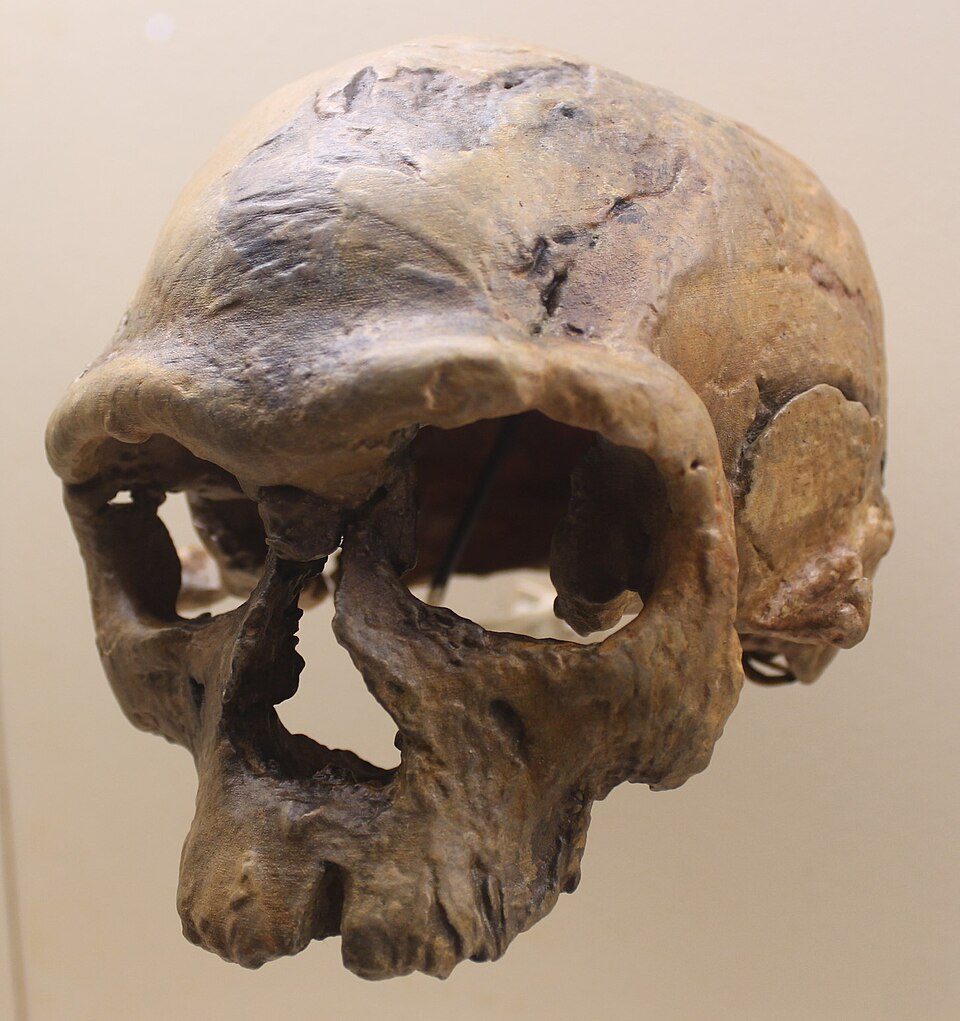 A skull with a modern face and a longer, more archaic braincase